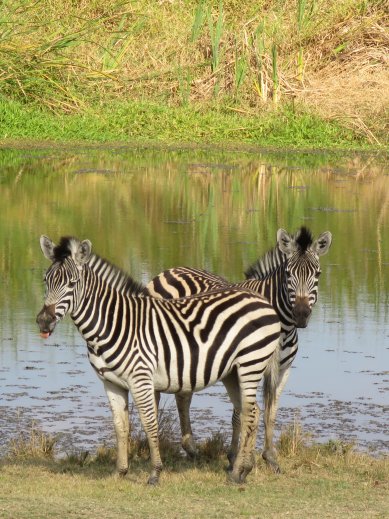 two zebra by mukuvisi waterhole